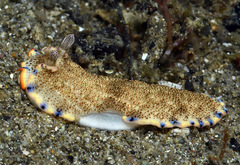 Dermatobranchus caeruleomaculatus