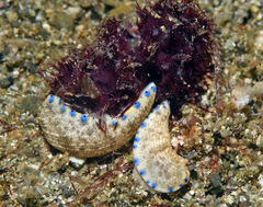 Dermatobranchus caeruleomaculatus
