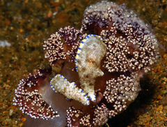 Dermatobranchus caeruleomaculatus