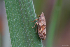 Tettigometra