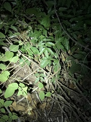 Rieppeleon kerstenii