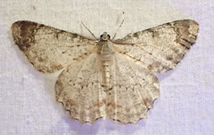 Epimecis anonaria