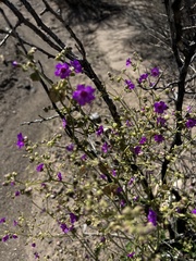 Mirabilis ovata