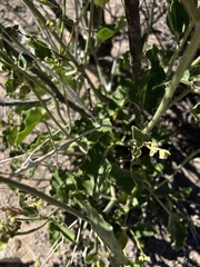 Mirabilis ovata
