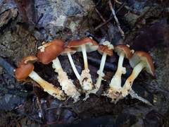 Carcinomyces effibulatus