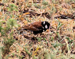 Eremopterix leucotis