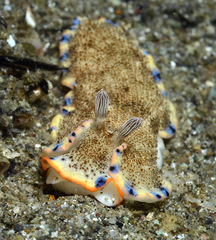 Dermatobranchus caeruleomaculatus