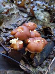 Carcinomyces effibulatus