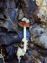 Carcinomyces effibulatus