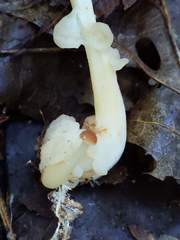 Carcinomyces effibulatus