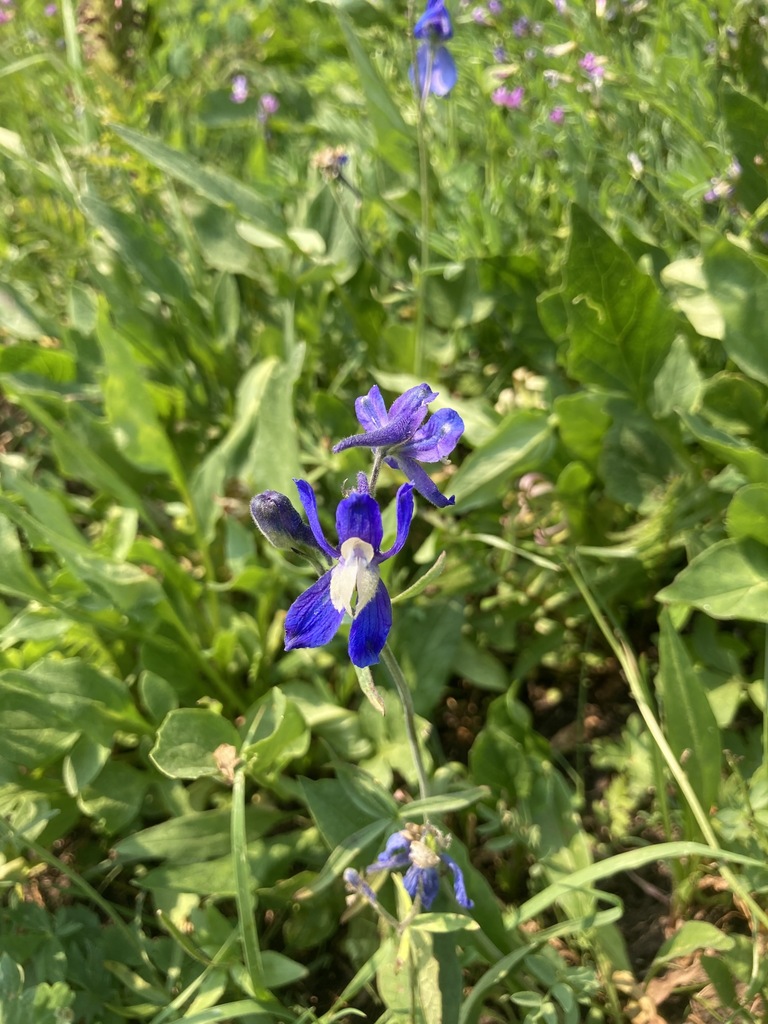 Sutherland's Larkspur from Kananaskis, AB T0L, Canada on July 25, 2021
