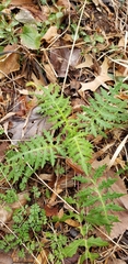 Polymnia laevigata