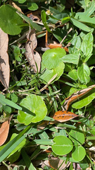 Hydrocotyle umbellata