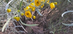 Senna artemisioides