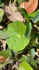 Hydrocotyle umbellata