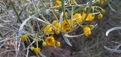 Senna artemisioides