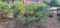 Senna artemisioides