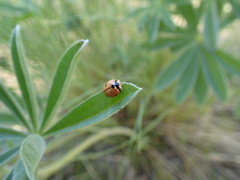 Coccinella prolongata