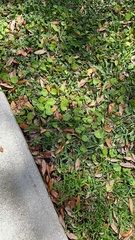 Hydrocotyle umbellata