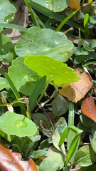 Hydrocotyle umbellata