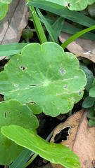 Hydrocotyle umbellata