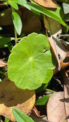 Hydrocotyle umbellata