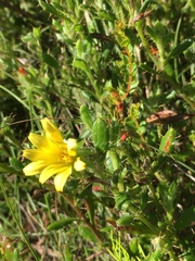 Cullumia setosa