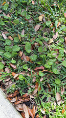 Hydrocotyle umbellata