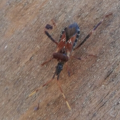 Leptoglossus clypealis