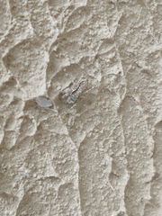Menemerus bivittatus