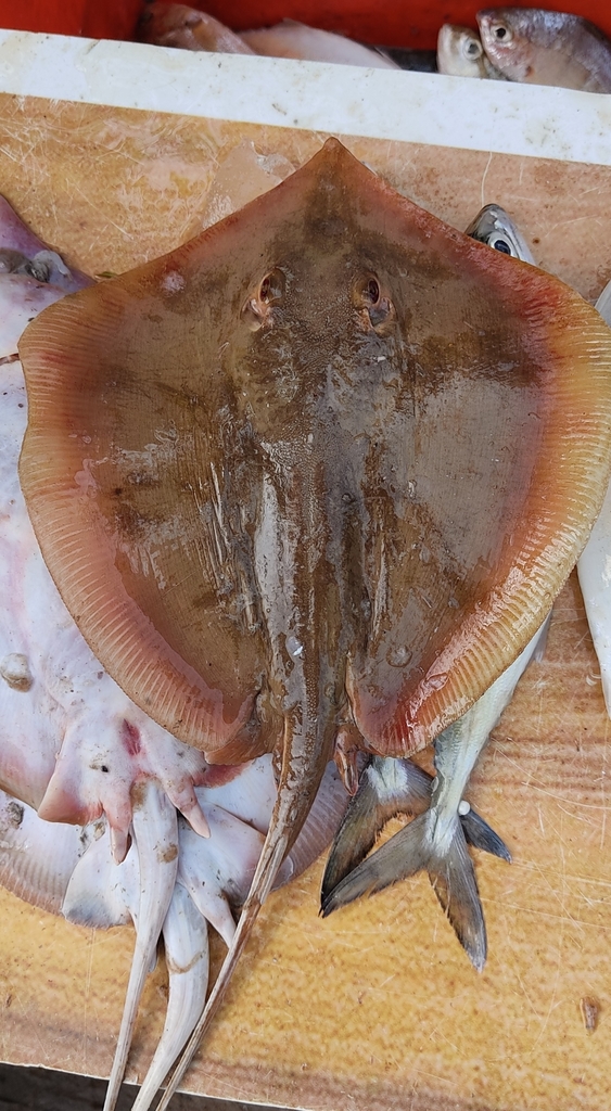 Bengal Whipray