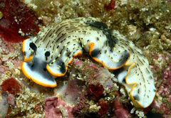 Dermatobranchus gonatophorus