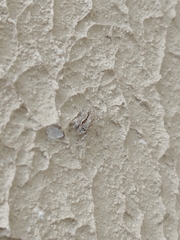 Menemerus bivittatus