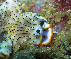 Dermatobranchus gonatophorus