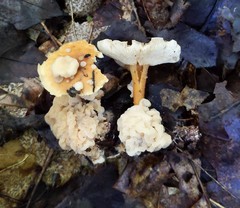 Carcinomyces effibulatus