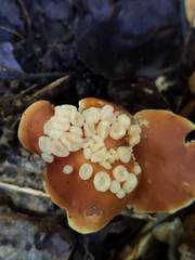 Carcinomyces effibulatus