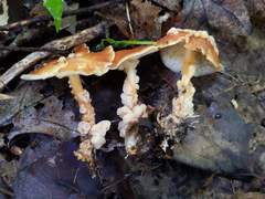 Carcinomyces effibulatus