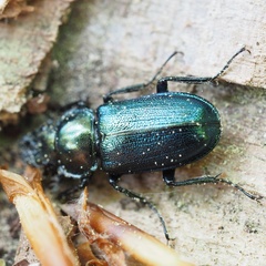 Platycerus caraboides