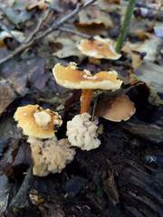 Carcinomyces effibulatus