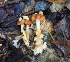 Carcinomyces effibulatus