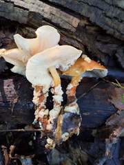 Carcinomyces effibulatus