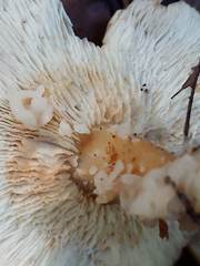 Carcinomyces effibulatus