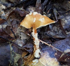 Carcinomyces effibulatus