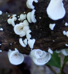 Crepidotus vulgaris
