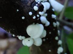 Crepidotus vulgaris