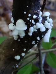 Crepidotus vulgaris