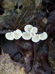 Crepidotus vulgaris