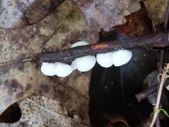 Crepidotus vulgaris