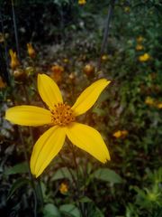 Electranthera mutica