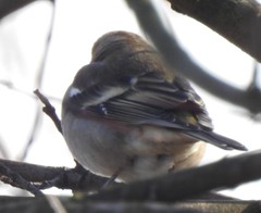 Fringilla coelebs